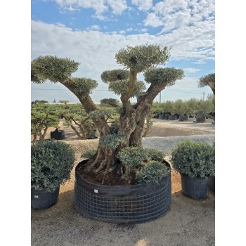 Olea plato bonsai ejemplar CTM L